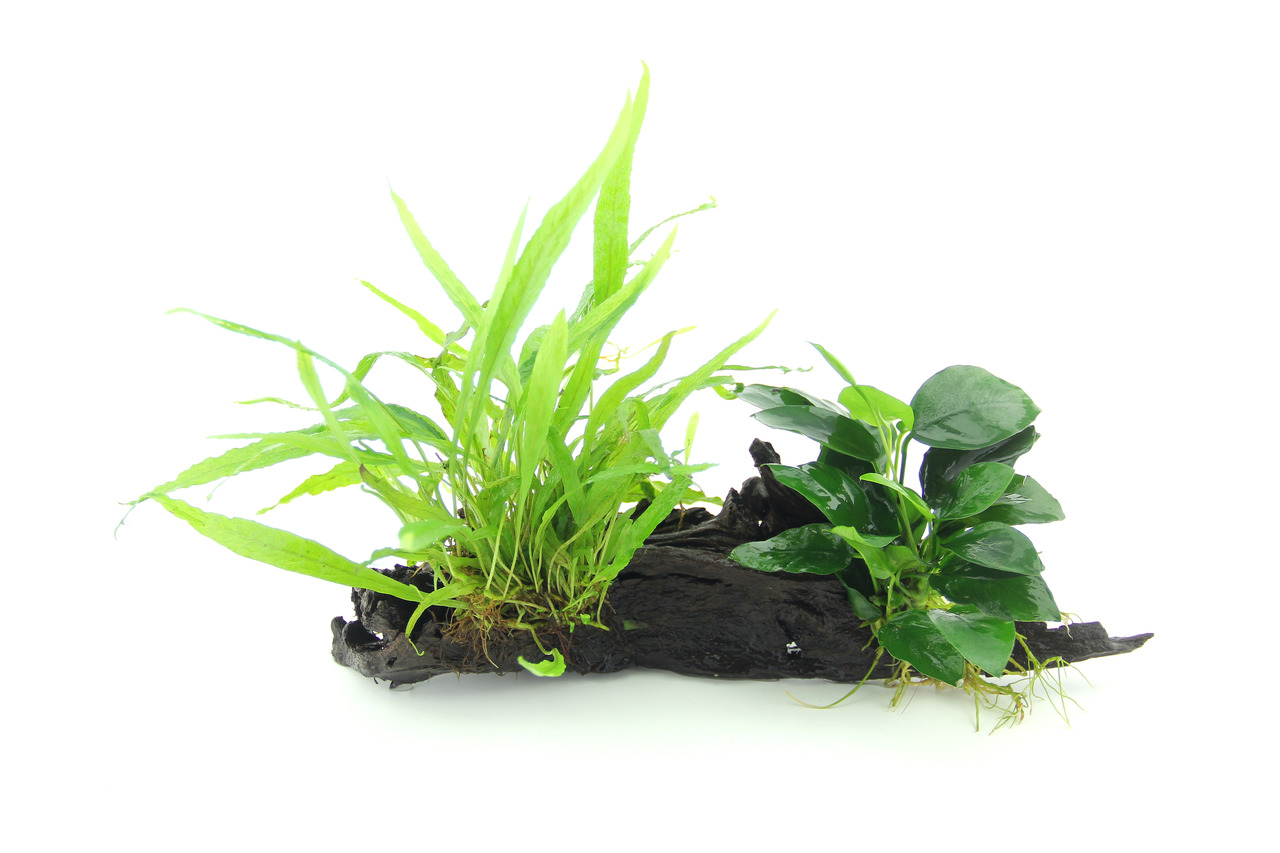 Aquariumpflanzen