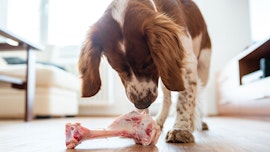 Knochen & Knorpel Knochen & Knorpel