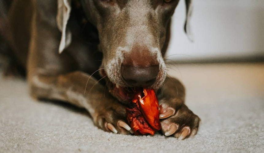 Hund nagt an einem Stück BARF Fleisch