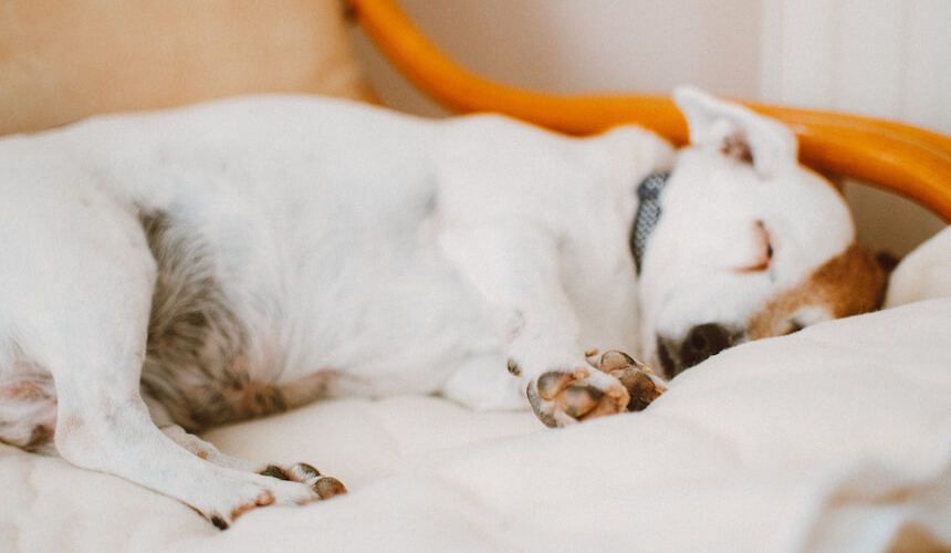 Ein schlafender Jack Russell Terrier
