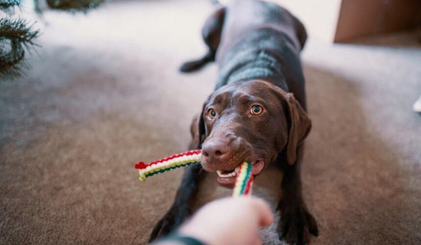 Ein Hund spielt ein Zerrspiel