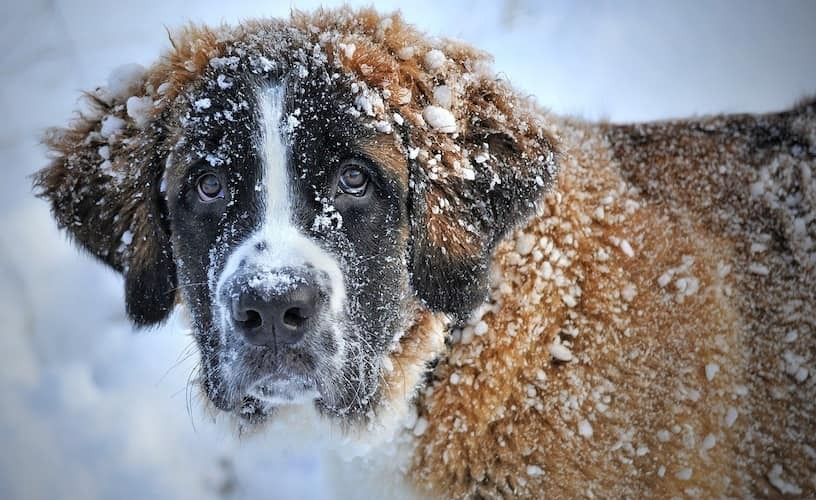 Bernhardiner Hund im Schnee