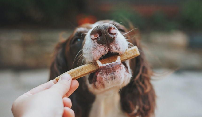 Glutenfrei? Das richtige Futter für Ihren Hund!