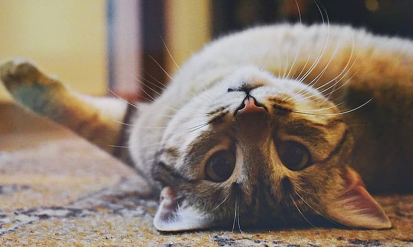 Kuriose Katzen Fakten zum Internationalen Tag der Katze
