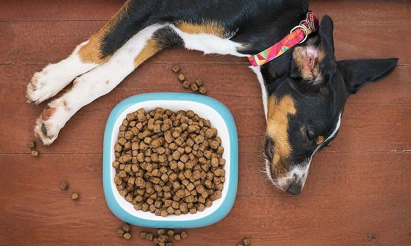 Futterallergie beim Hund – Was Sie wissen sollten