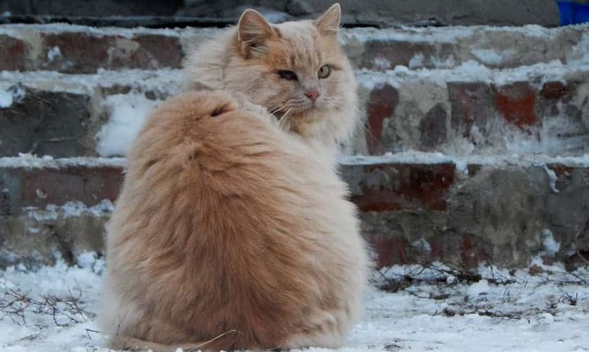 Was muss ich beim Fellwechsel meiner Katze beachten?