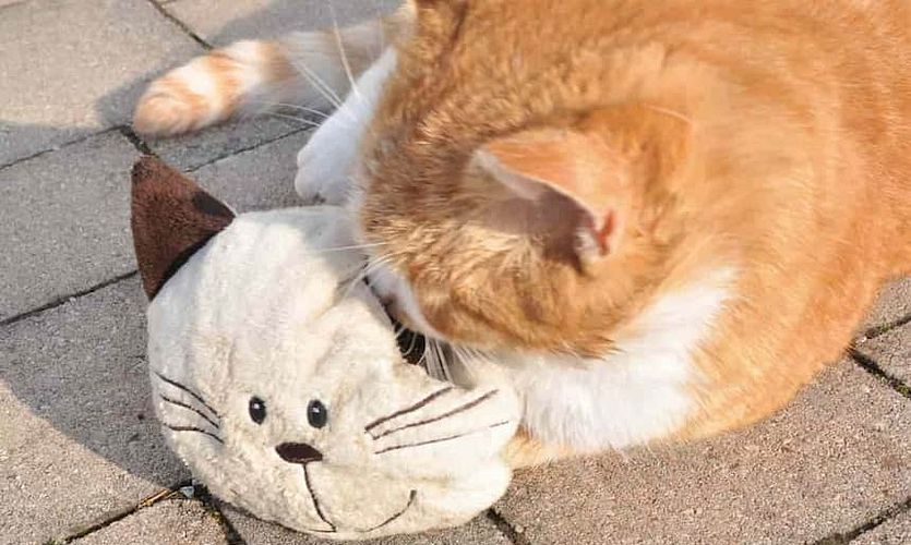 So finden Sie das richtige Katzenspielzeug