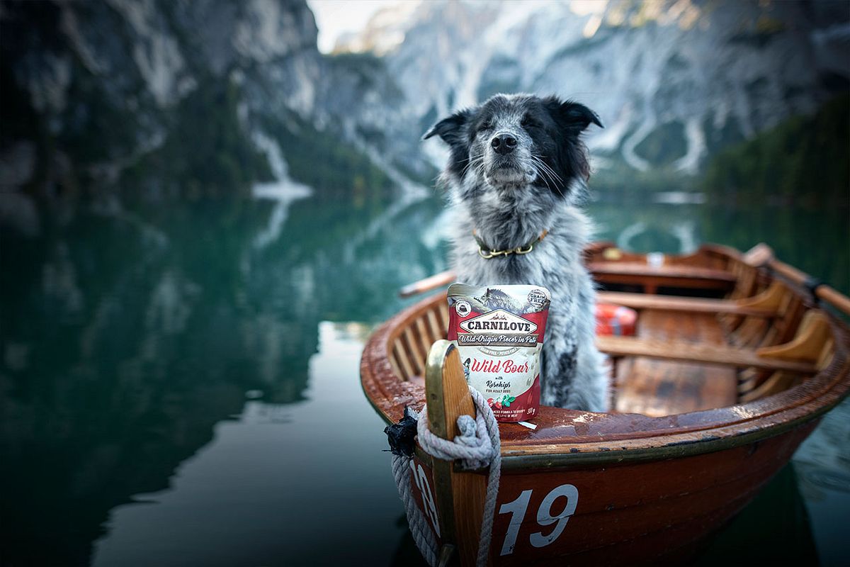 Hund und Carnilove Futter in einem Boot im Wasser