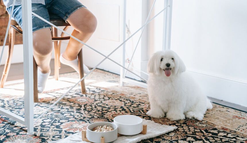 Füttern Sie den Hund mit ausgewogener Nahrung