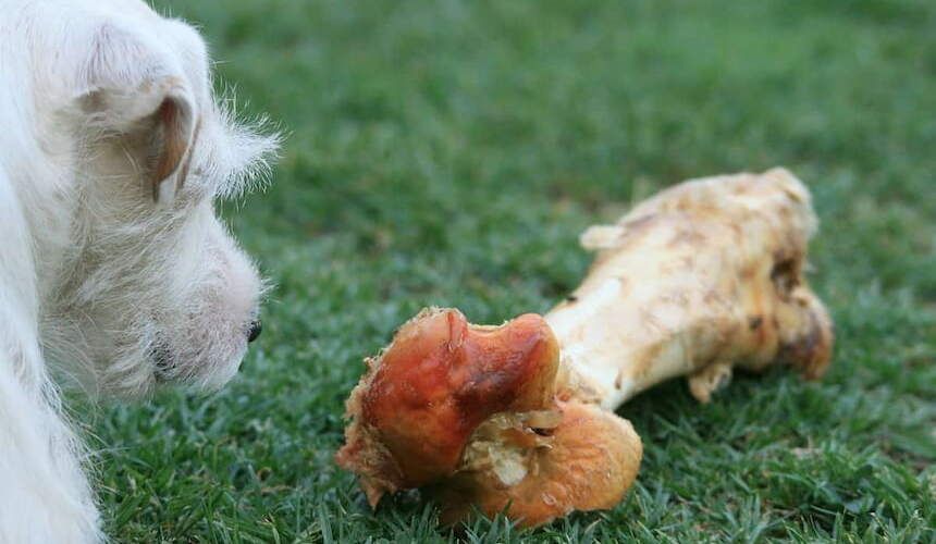 Ein Parson Jack Russell Terrier mit einem großen Knochen