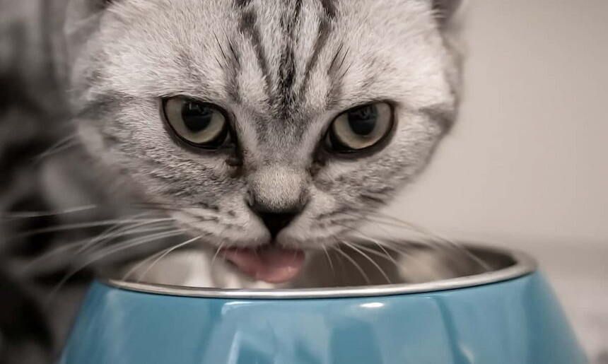 Katze trinkt aus blauen Napf