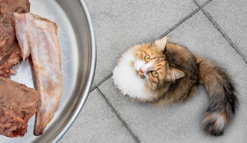 Katze sitzt unterhalb einer Futterschüssel mit Fleisch