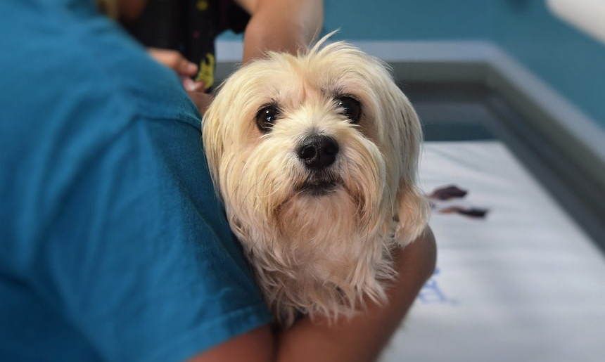 Kleiner weißer Hund wird vom Tierarzt behandelt