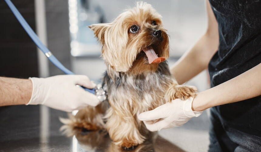 Kleiner hellbrauner Hund wird ärztlich untersucht und abgehört