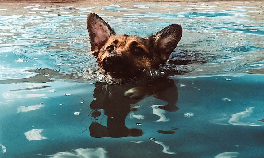 Schäferhund der im Wasser schwimmt