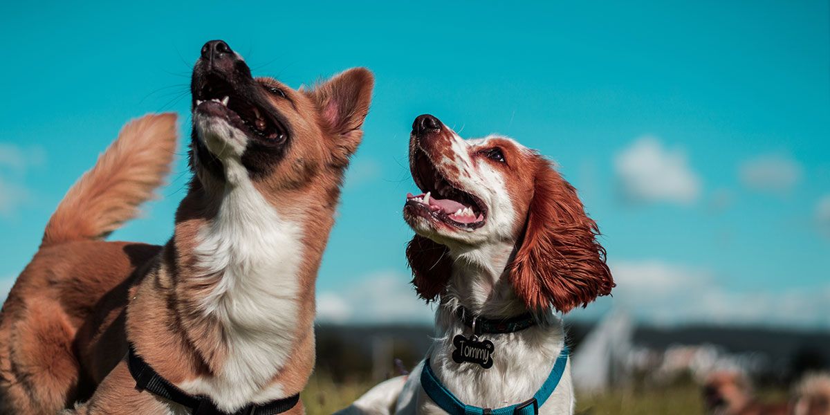 Zwei Hunde schauen auf eine Stelle weiter oben