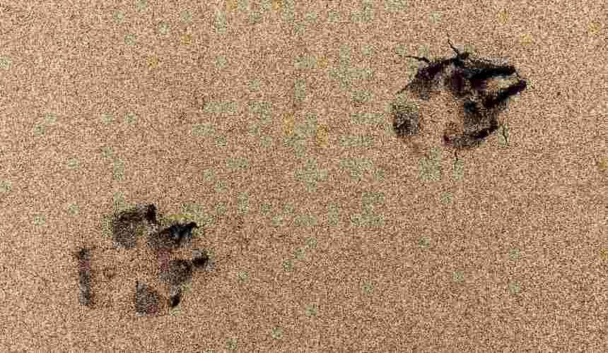 Hundepfoten am Strand