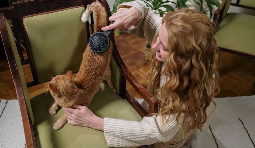 Besitzerin bürstet Katze auf einem grün gepolsterten Stuhl