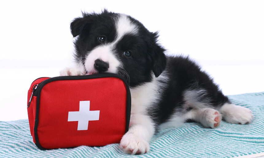 Kleiner schwarzweißer Hund liegt auf einer Decke und hat eine rechteckige rote Tasche mit weißem Kreuz zwischen den Pfoten 