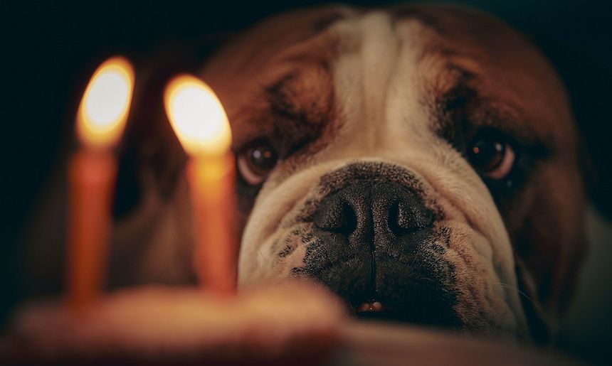 Hund schielt seinen Geburtstagskuchen mit Kerzen drauf an