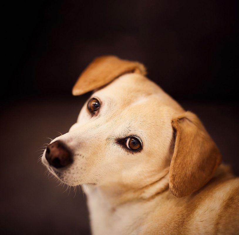 hellbrauner Hund schaut zurück