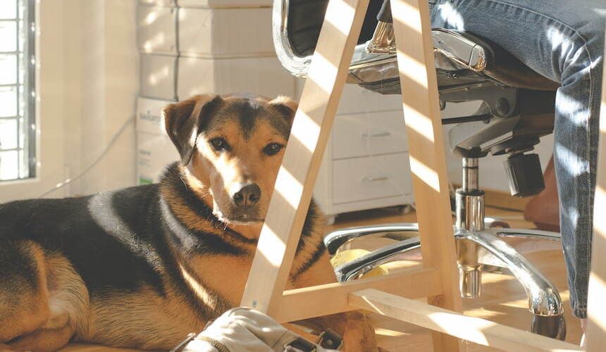 Braungescheckter Hund liegt auf dem Boden neben einer Person am Schreibtisch und die Sonne streift ihn
