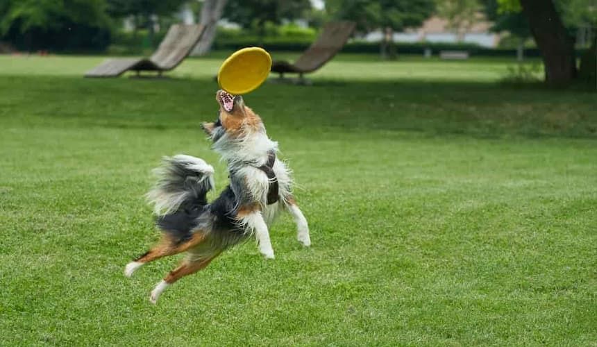 Hund fängt eine Frisbee