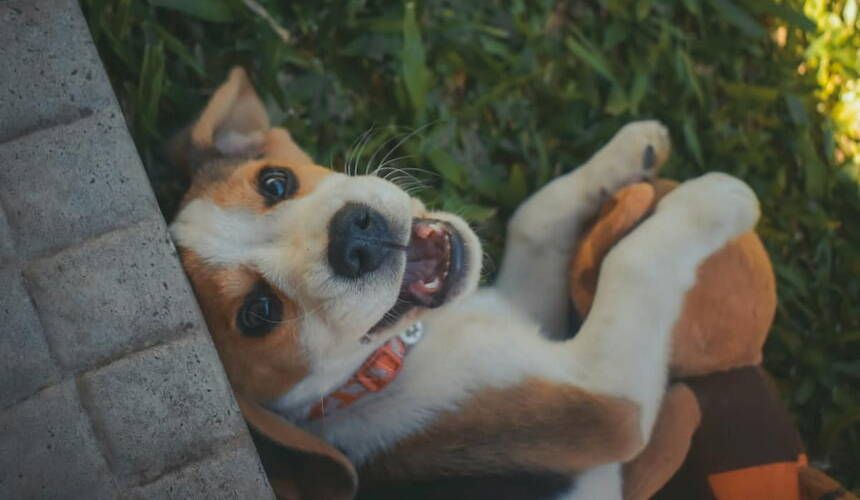 Ein knuffiger Welpe guckt beim Spielen in die Kamera