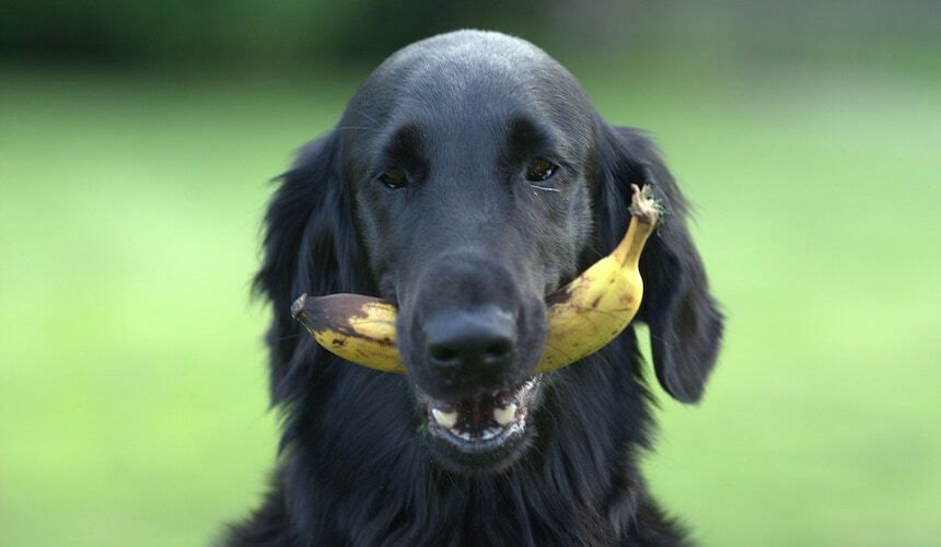 Schwarzer Hund mit Banane im Maul
