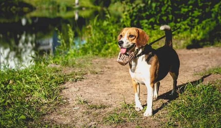 weißbraun gefleckter Beagle steht im Grünen mit einem Maulkorb unter der Schnauze