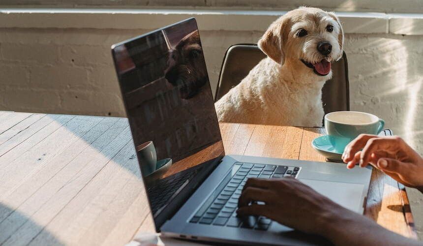 cremefarbender Hund sitzt auf einem Stuhl und beobachtet eine Person am Schreibtisch, die am Laptop arbeitet