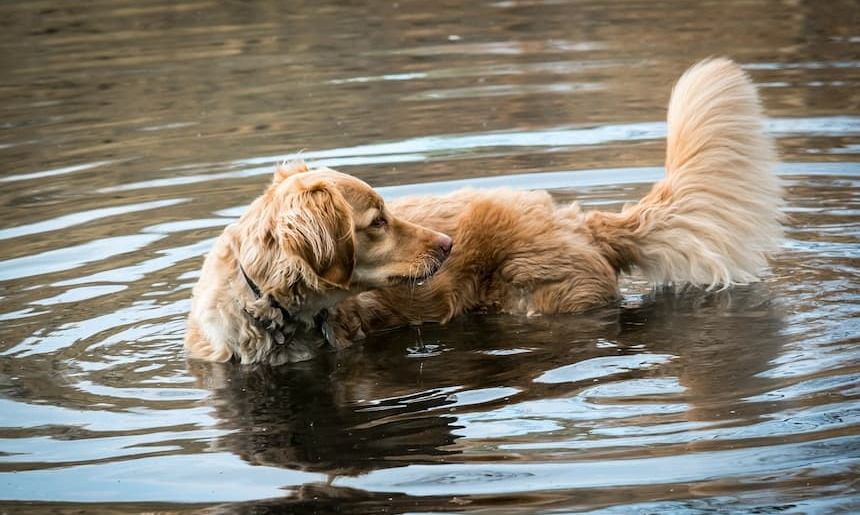 Golden Retriever badet in einem Fluss oder See