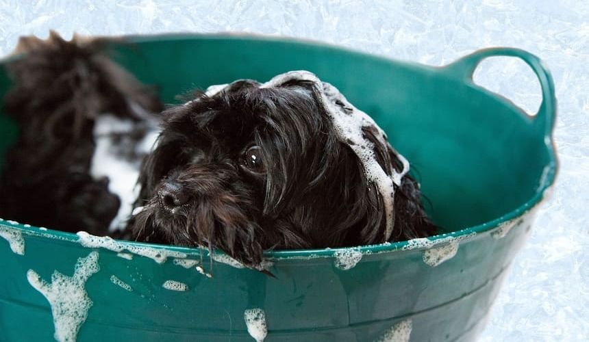 Ein Hund sitzt in einem Waschzuber