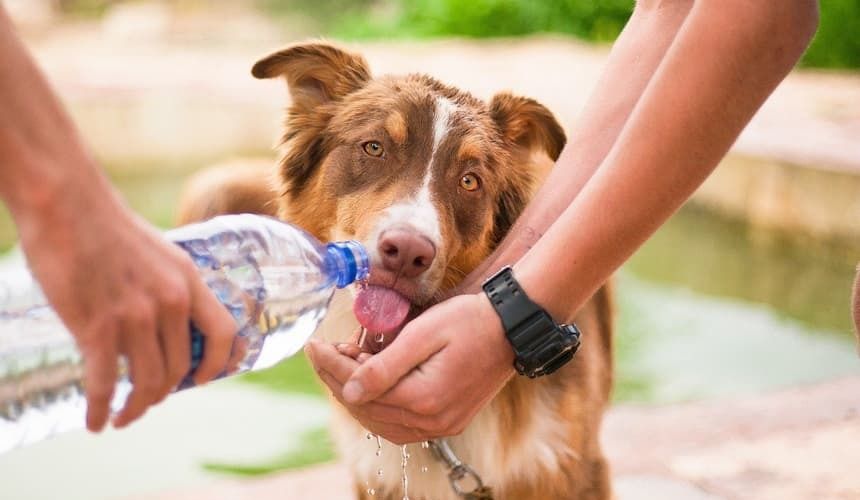 Hund bekommt Wasser aus einer Flasche