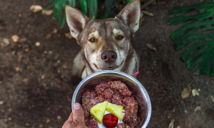 Hund bekommt einen Napf mit BARF Futter