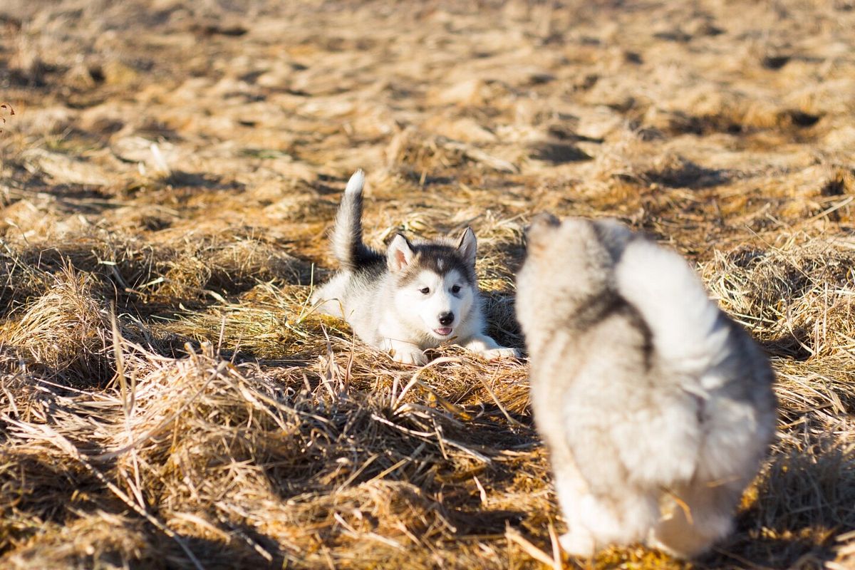 Zwei Huskey-Welpen spielen auf einer Wiese