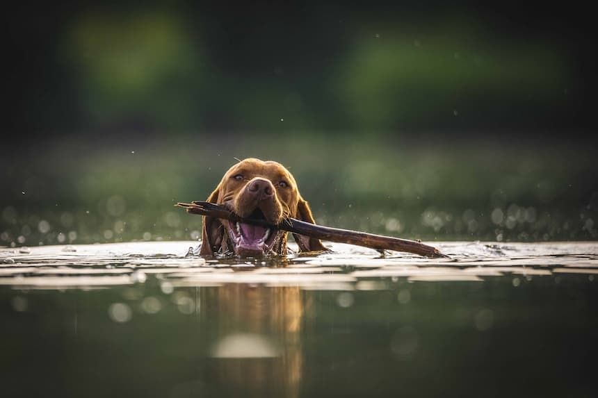 Hund apportiert ein Stöckchen im Wasser