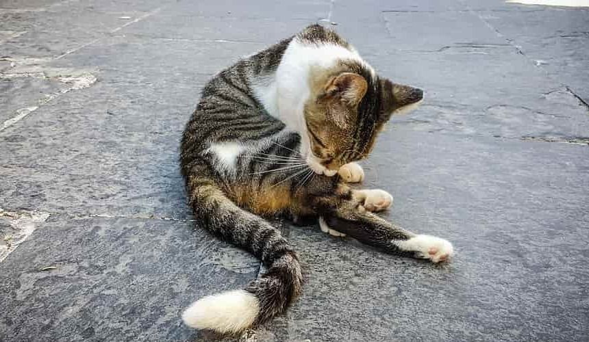 Katze auf dem Boden schleckt sich das Fell