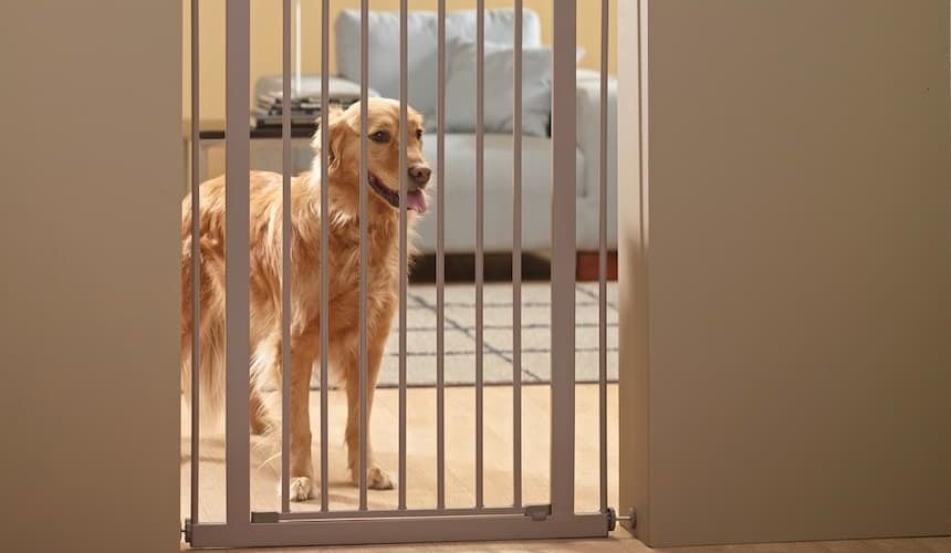 Golden Retriever hinter Türgitter
