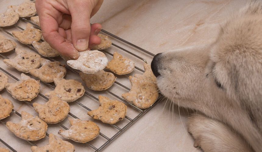Hundekuchen in Katzenform schmecken deinem Hund am besten!