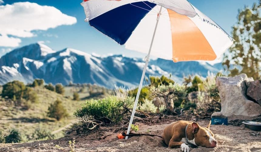 Hund döst unter einem Sonnenschirm