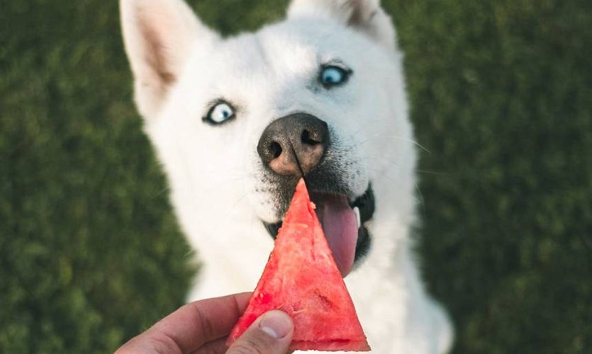 Hunde Ernährung: Kann ich meinen Hund vegetarisch ernähren?