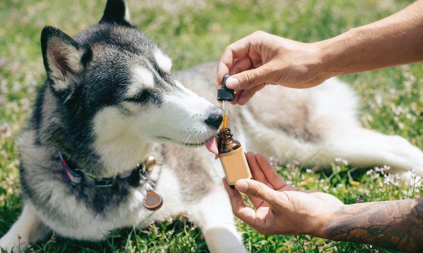 Einem Husky werden Nahrunsgergänzungsmittel gefüttert