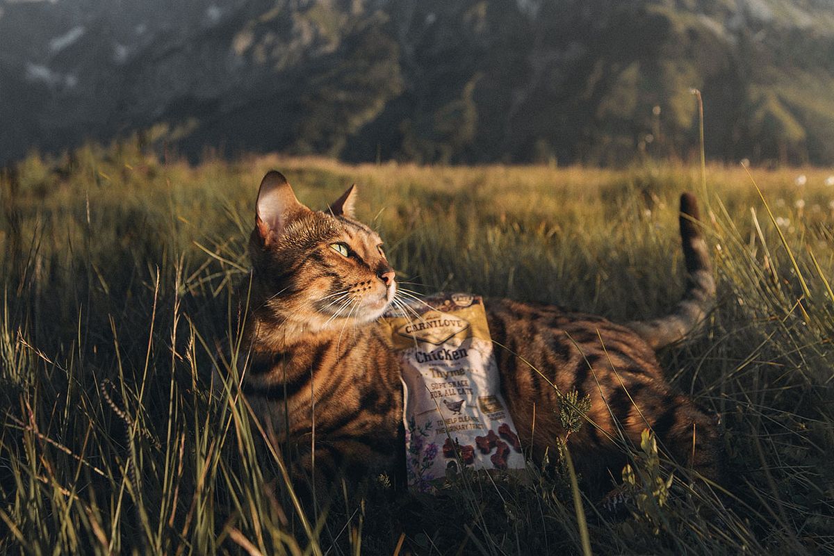Katze auf einer Wiese mit einer Packung Carnilove