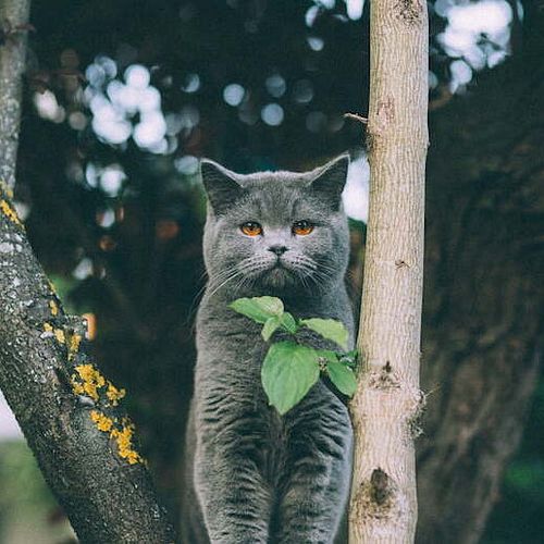 Freigänger: So kommt Ihre Katze fit in den Frühling