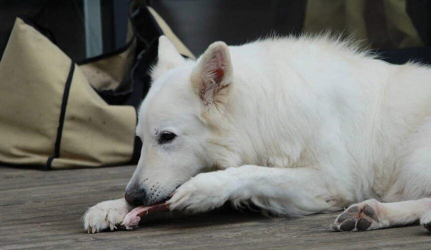 Weißer Schäferhund nagt an einem Knochen