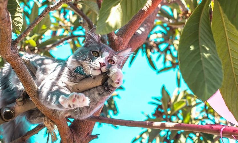 Wenn Katzen schwitzen: Tipps für heißes Sommerwetter!