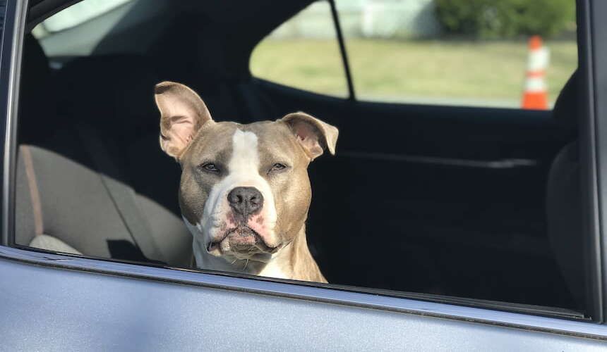 Ein Boxer sitzt auf der Rückbank und guckt aus dem Fenster