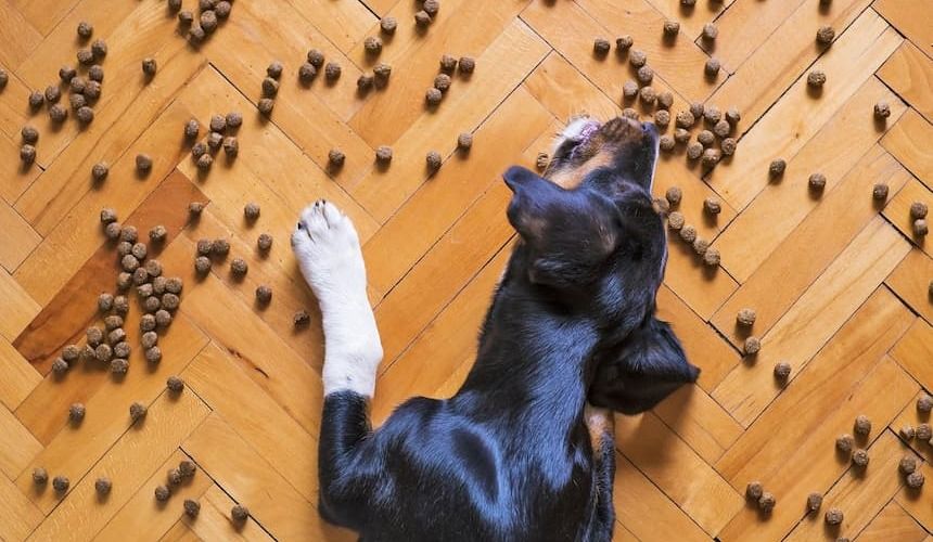 Ein Hund sammelt auf dem Fußboden verteilte Leckerlis auf