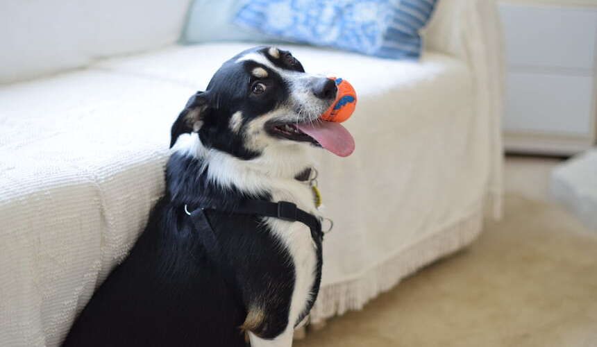 Hund sitzt vor dem Sofa